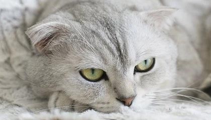 日本美女操逼视频