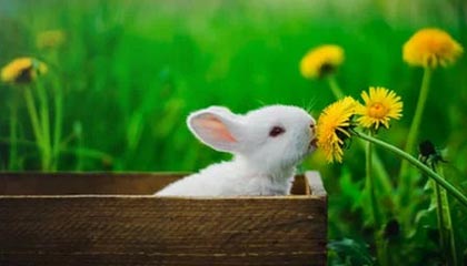 日本美女操逼视频