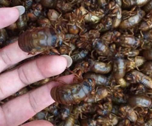 养金蝉的视频,从孵化到收获的全程揭秘