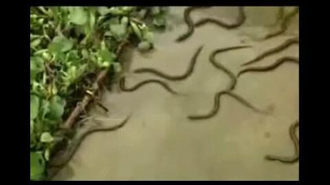 鳝鱼养殖视频,从视频中学到的养殖秘诀