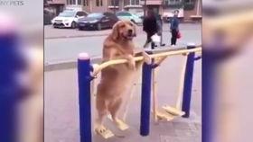 狗3p视频,一场关于动物性欲的探讨