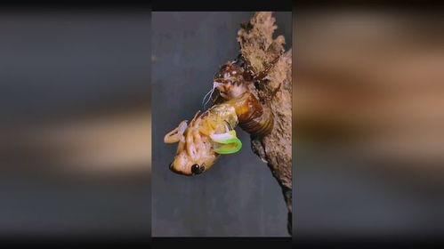 蝉脱壳的视频,见证自然界的神奇蜕变过程