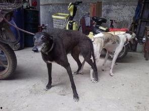 狗猎兔视频,狗狗捕猎技巧大揭秘