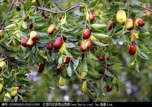 冬枣树的修剪视频,视频教程深度解读