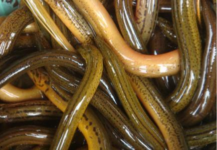 人和黄鳝视频教程,跟随视频教程，轻松掌握养殖之道