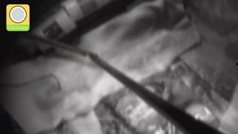 吃活虫子视频,揭秘吃活虫子背后的真实体验